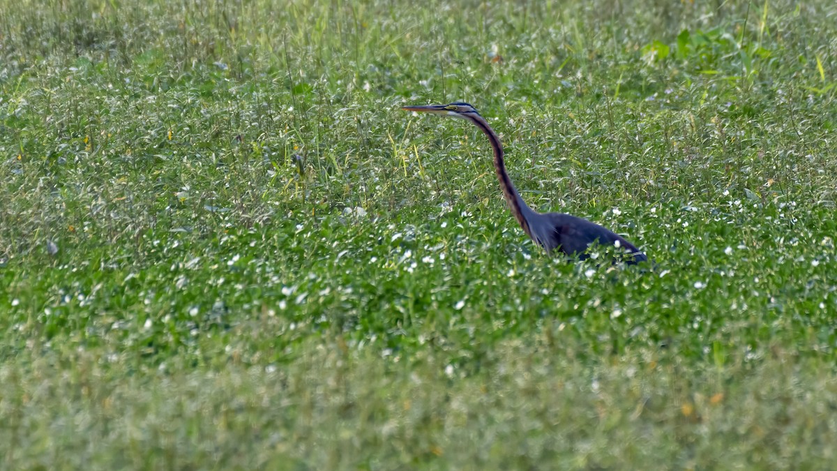 Purpurreiher - ML644198194