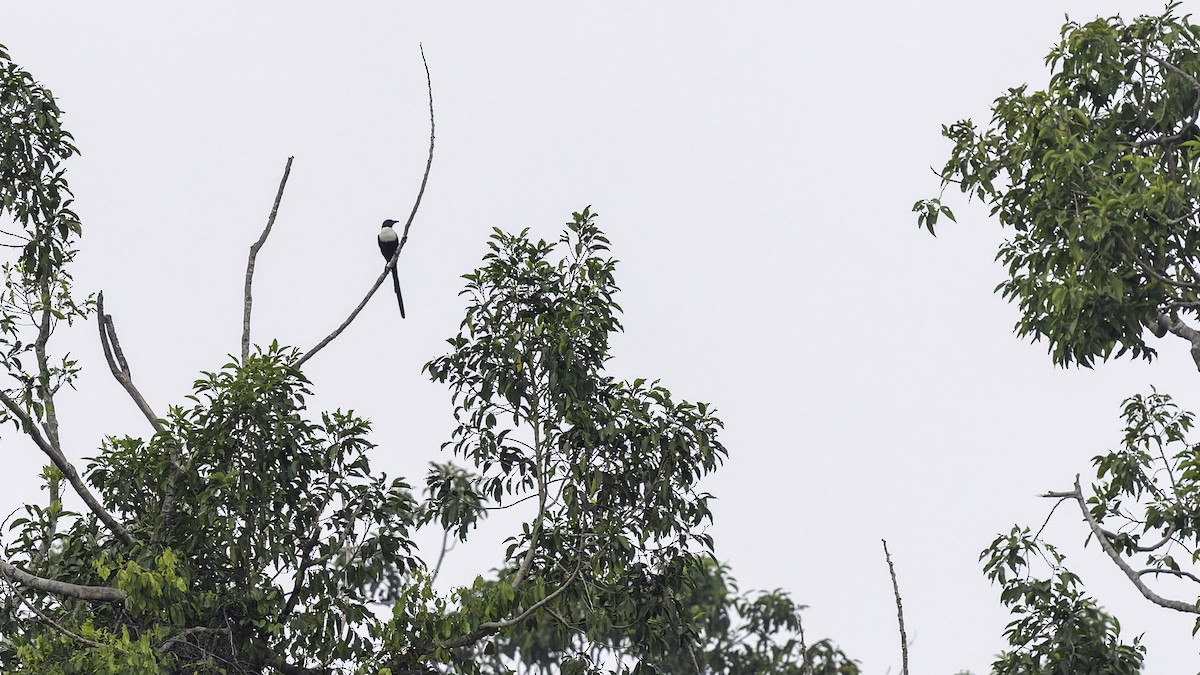 White-necked Myna (Northern) - ML644198206