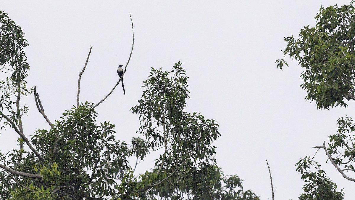 White-necked Myna (Northern) - ML644198207