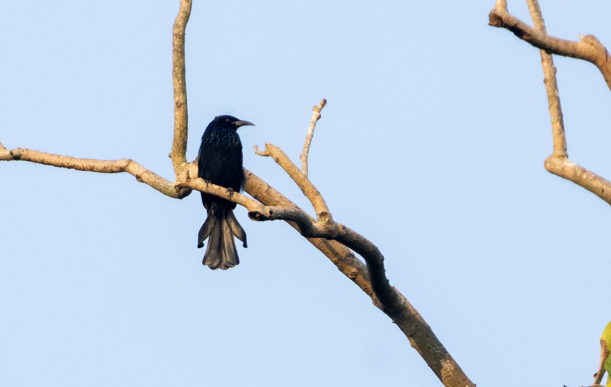 Өрвийт доронго - ML644198208