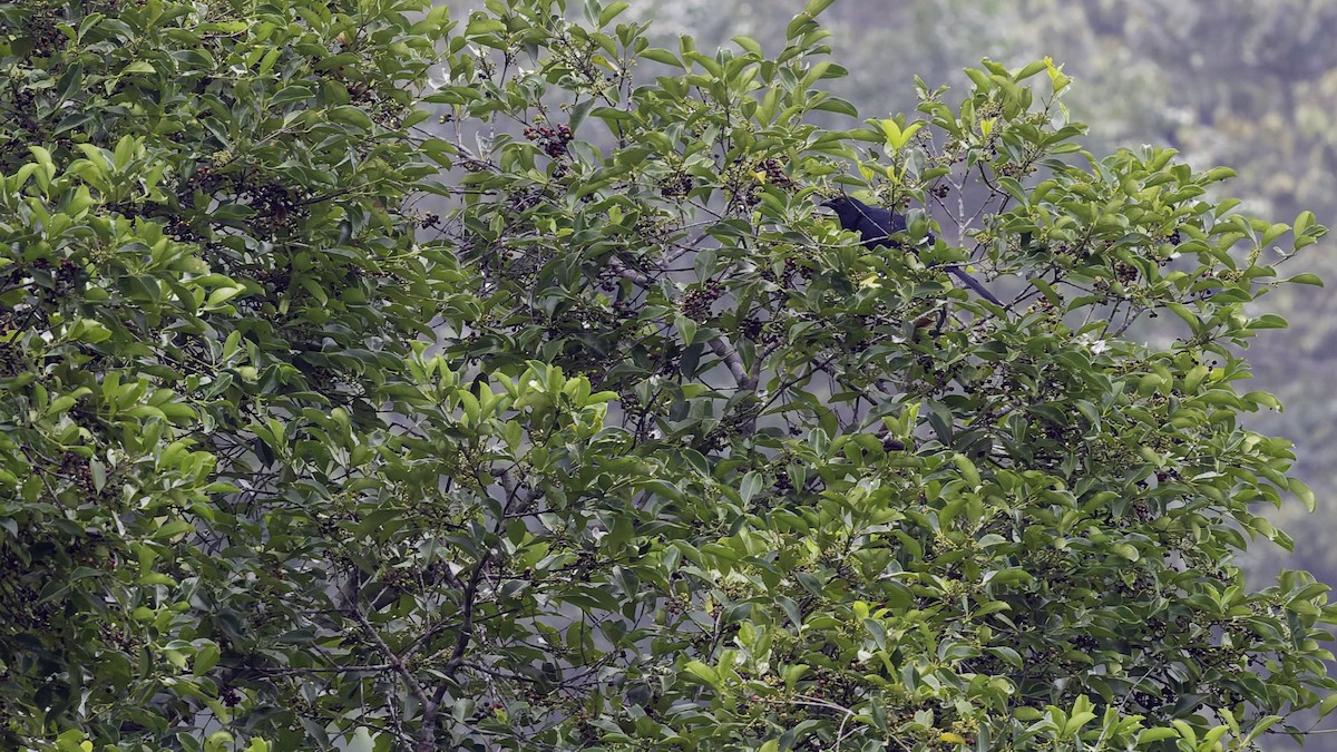 Black-billed Koel - ML644198210
