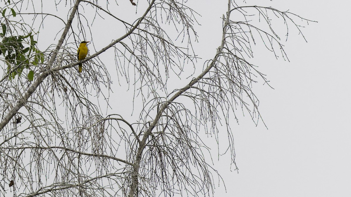 Black-naped Oriole (Sulawesi) - ML644198212