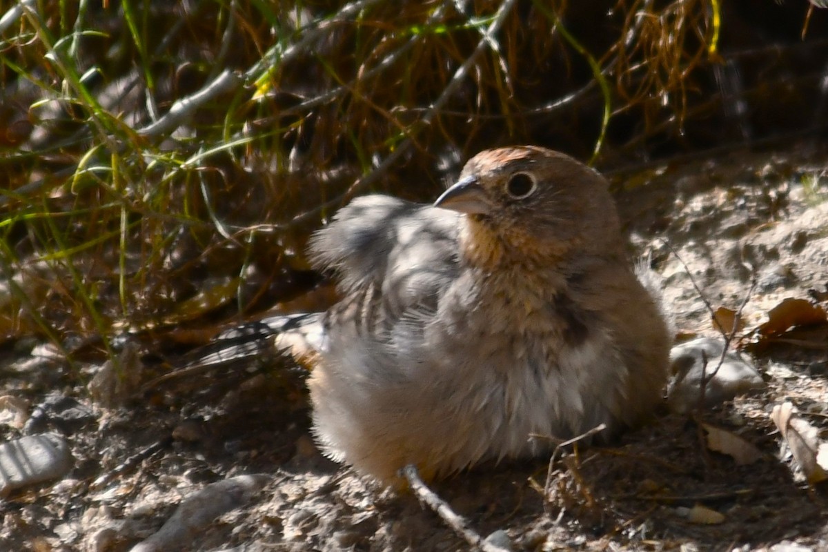 Canyon Towhee - ML644198216