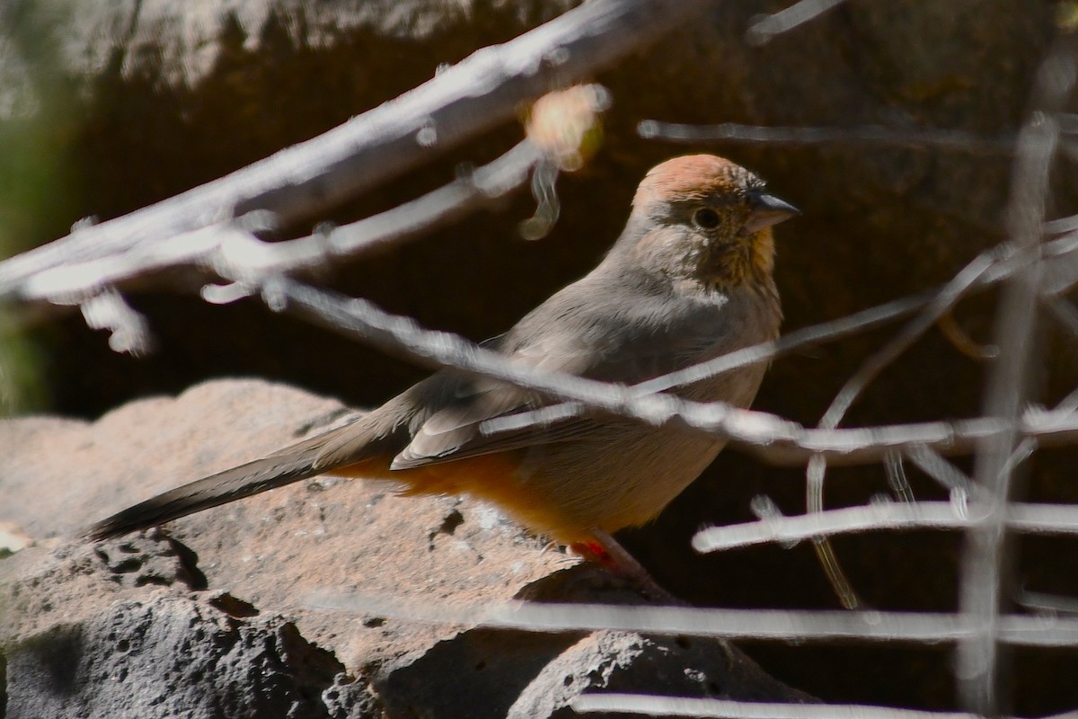 Canyon Towhee - ML644198218