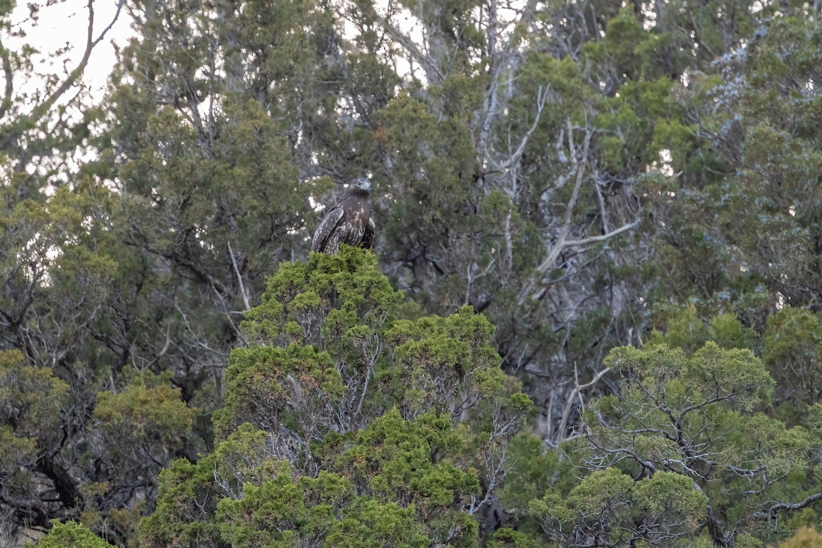 Red-tailed Hawk (Harlan's) - ML644198222