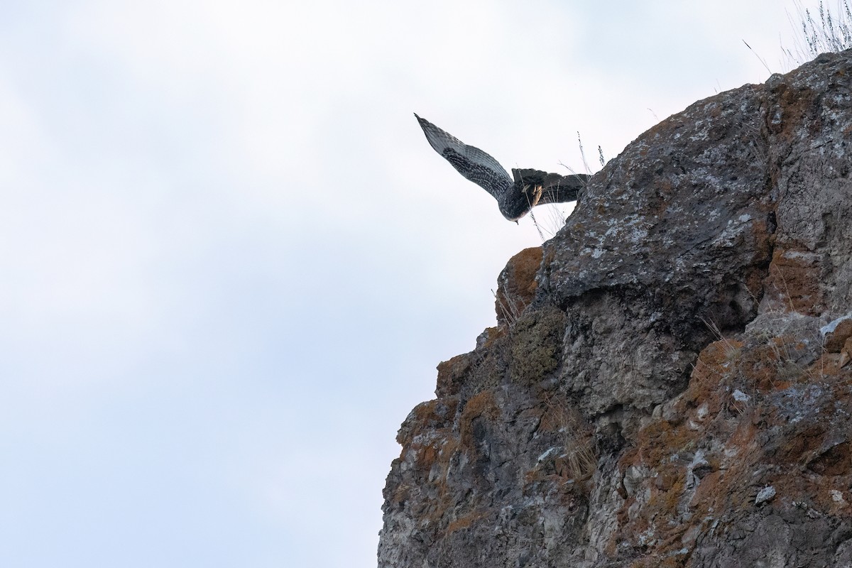 Red-tailed Hawk (Harlan's) - ML644198224