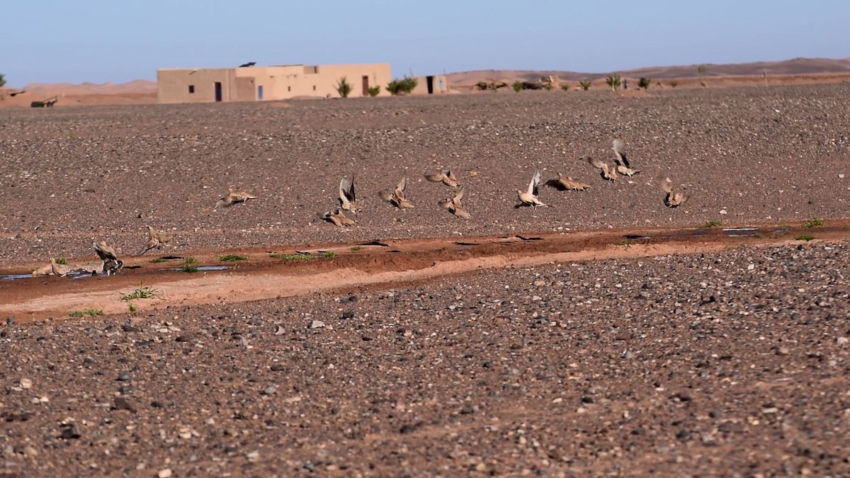 Spotted Sandgrouse - ML644198235
