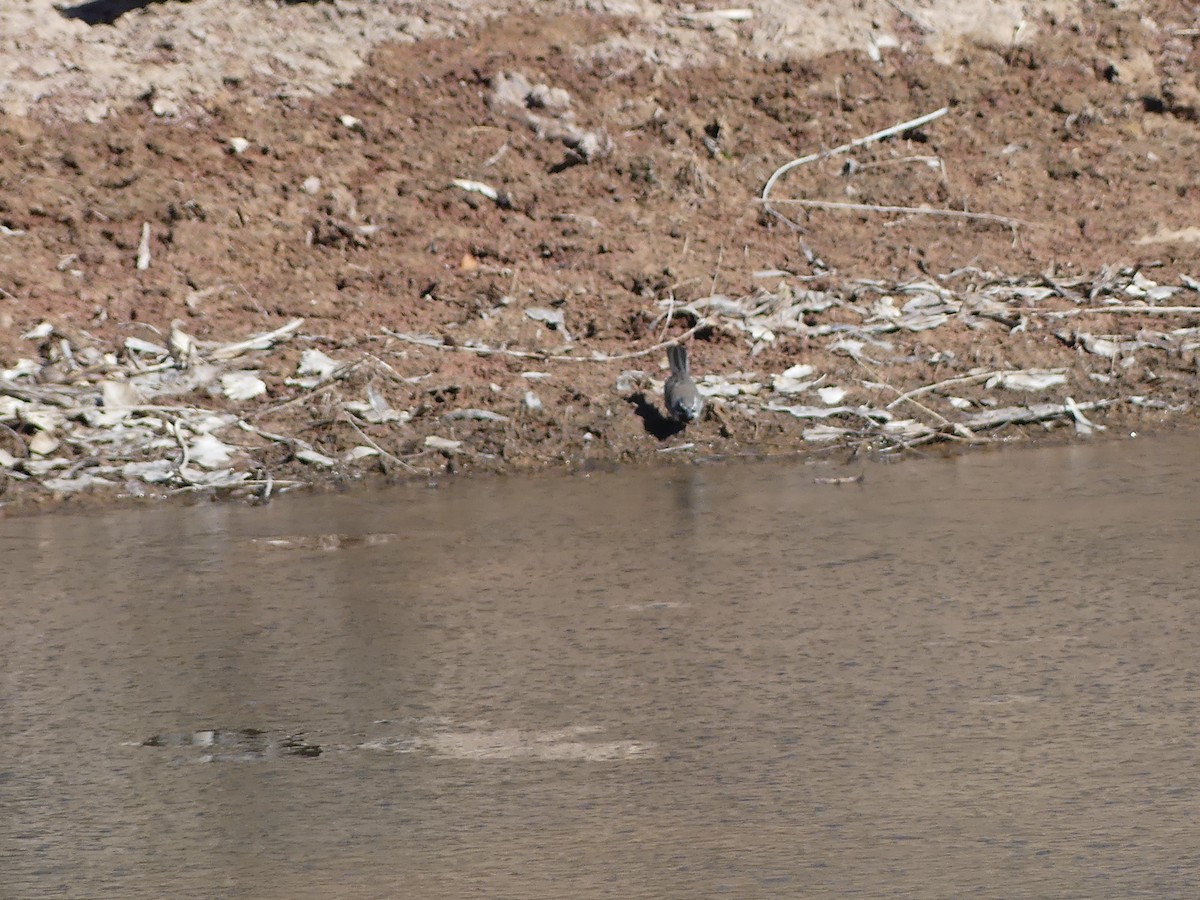 Black-throated Sparrow - ML644198242