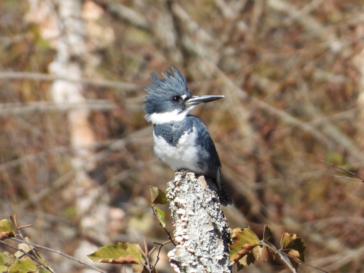 Belted Kingfisher - ML644198252
