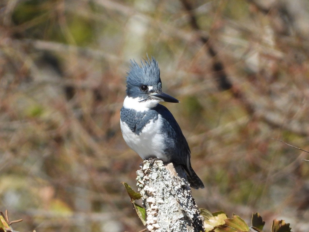 Belted Kingfisher - ML644198254