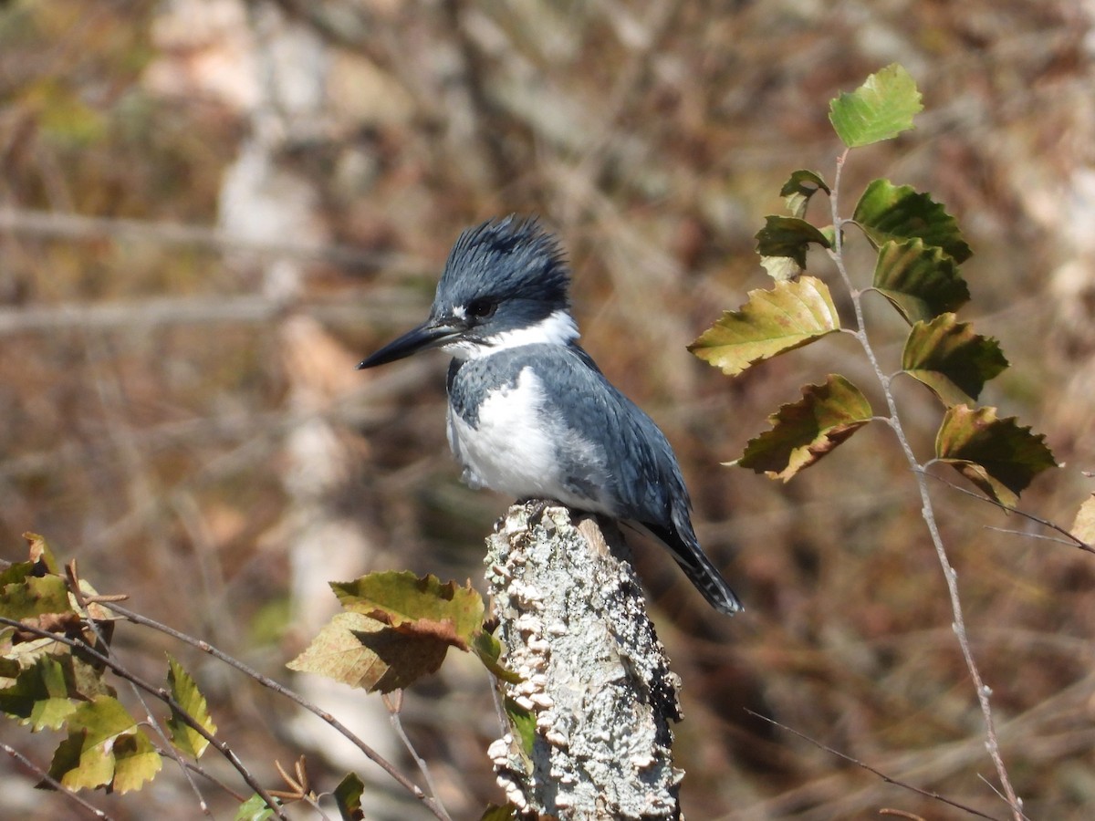 Belted Kingfisher - ML644198255