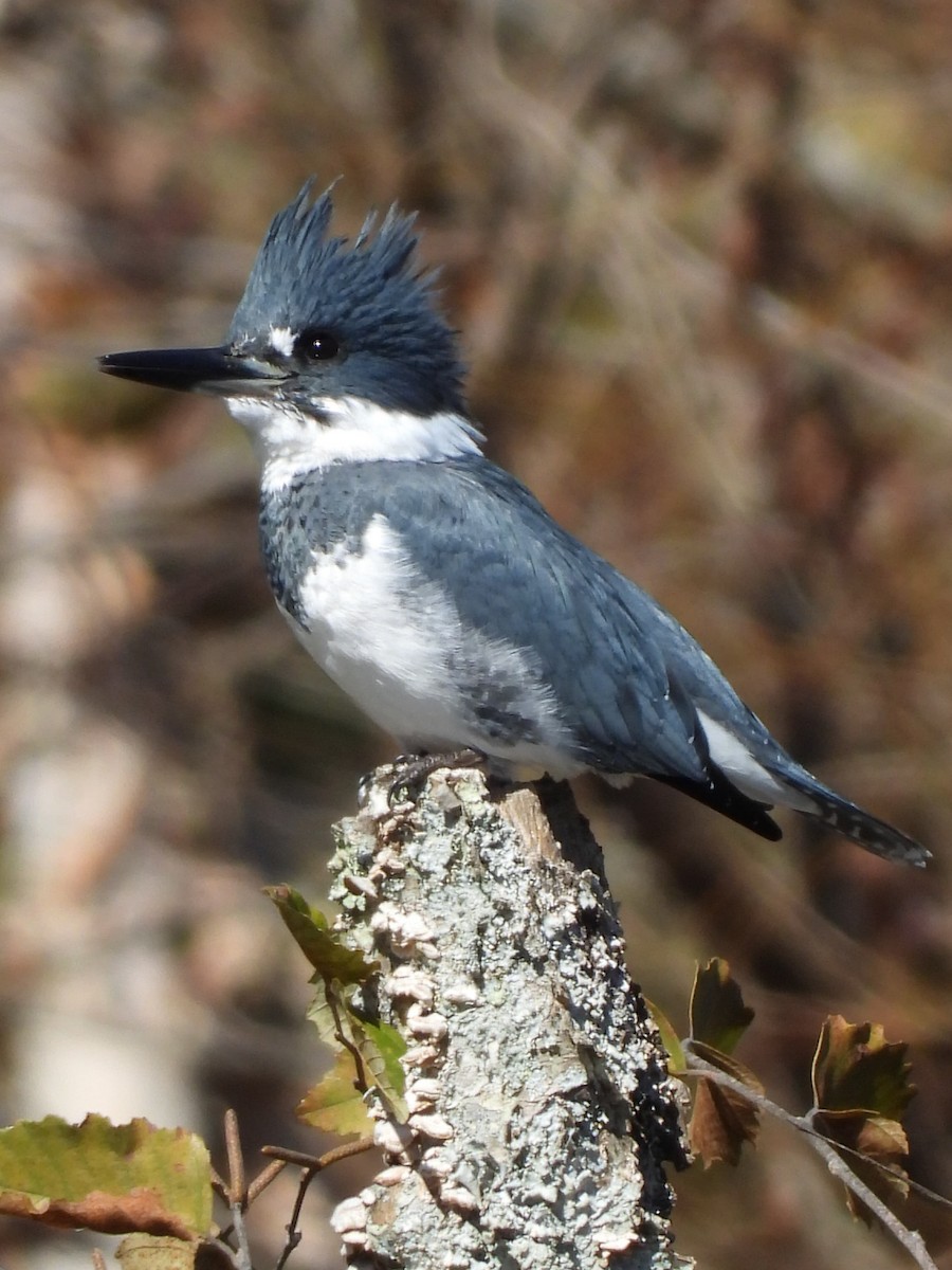 Belted Kingfisher - ML644198256