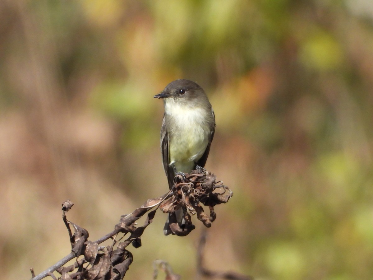 Eastern Phoebe - ML644198258