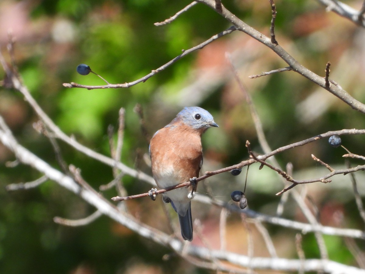 Eastern Bluebird - ML644198260