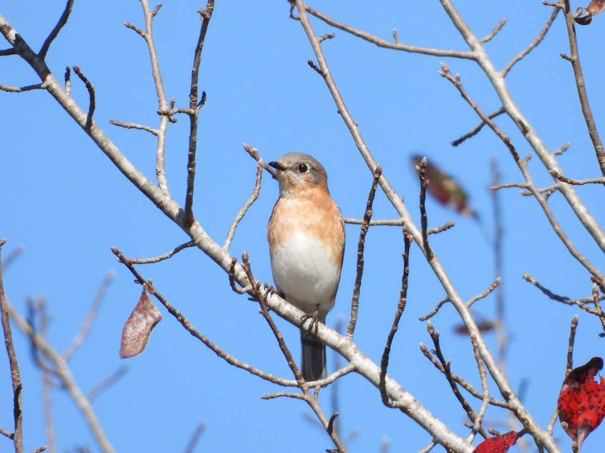 Eastern Bluebird - ML644198261