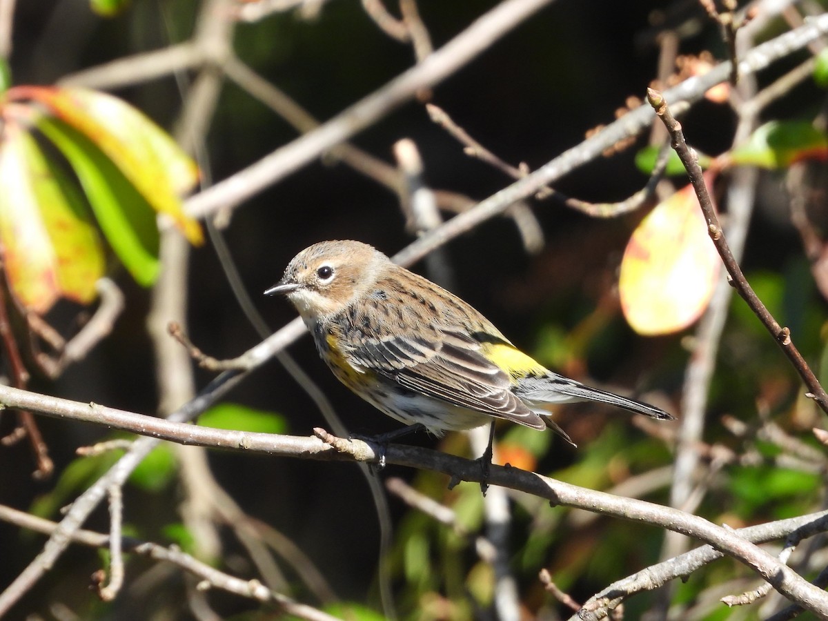 Yellow-rumped Warbler - ML644198265