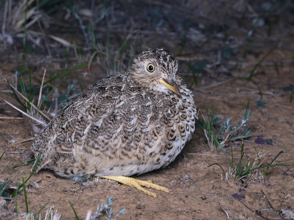 Plains-wanderer - ML644198271