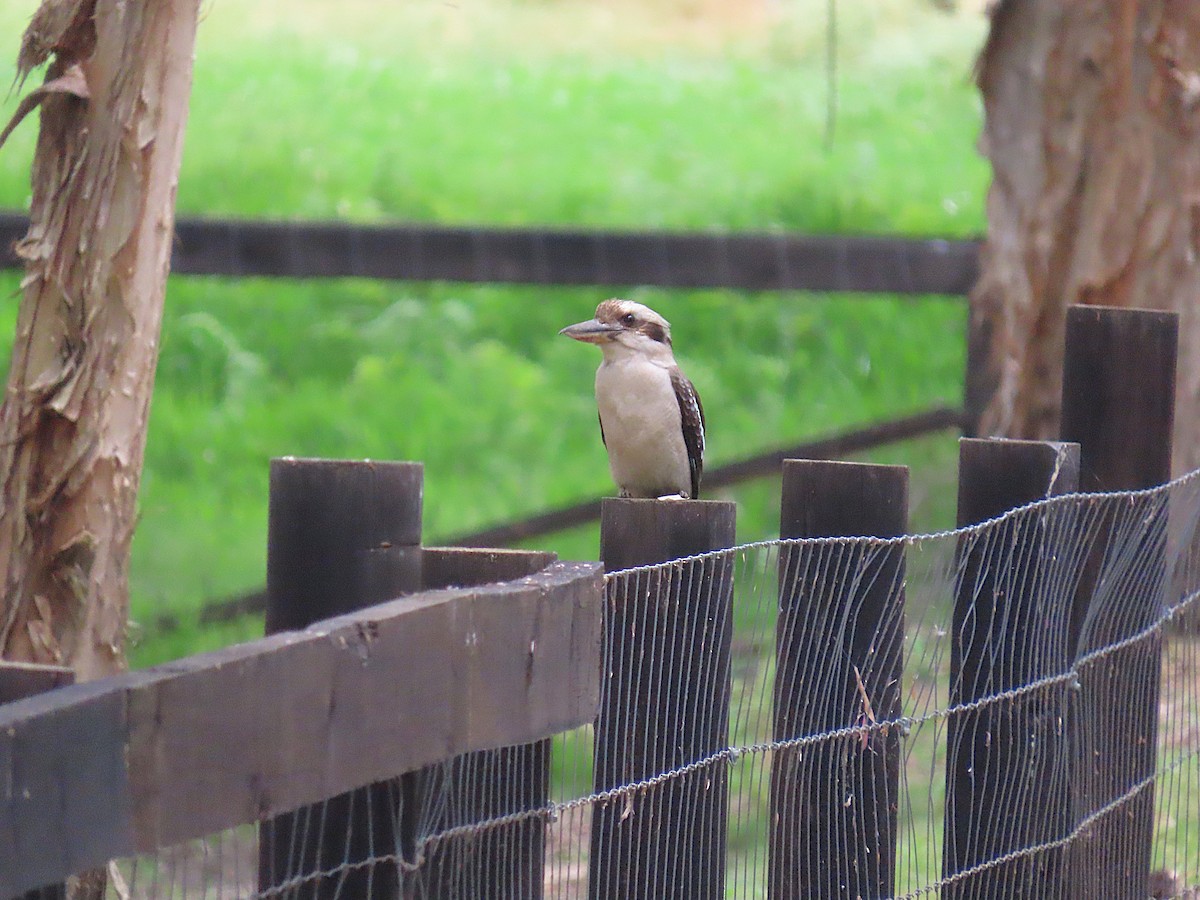 Laughing Kookaburra - ML644198272