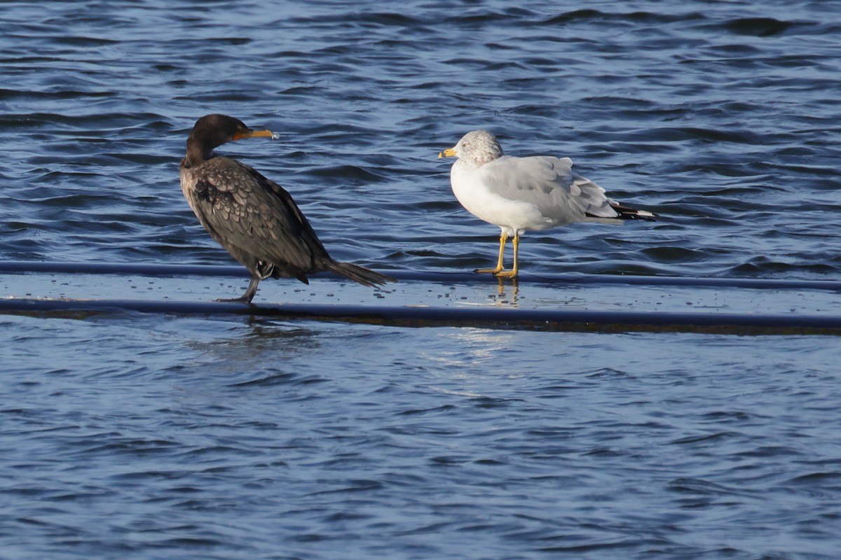 Ring-billed Gull - ML644198278