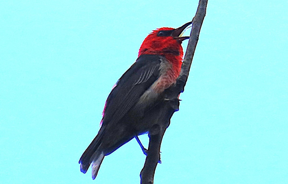 クレナイミツスイ - ML644198293