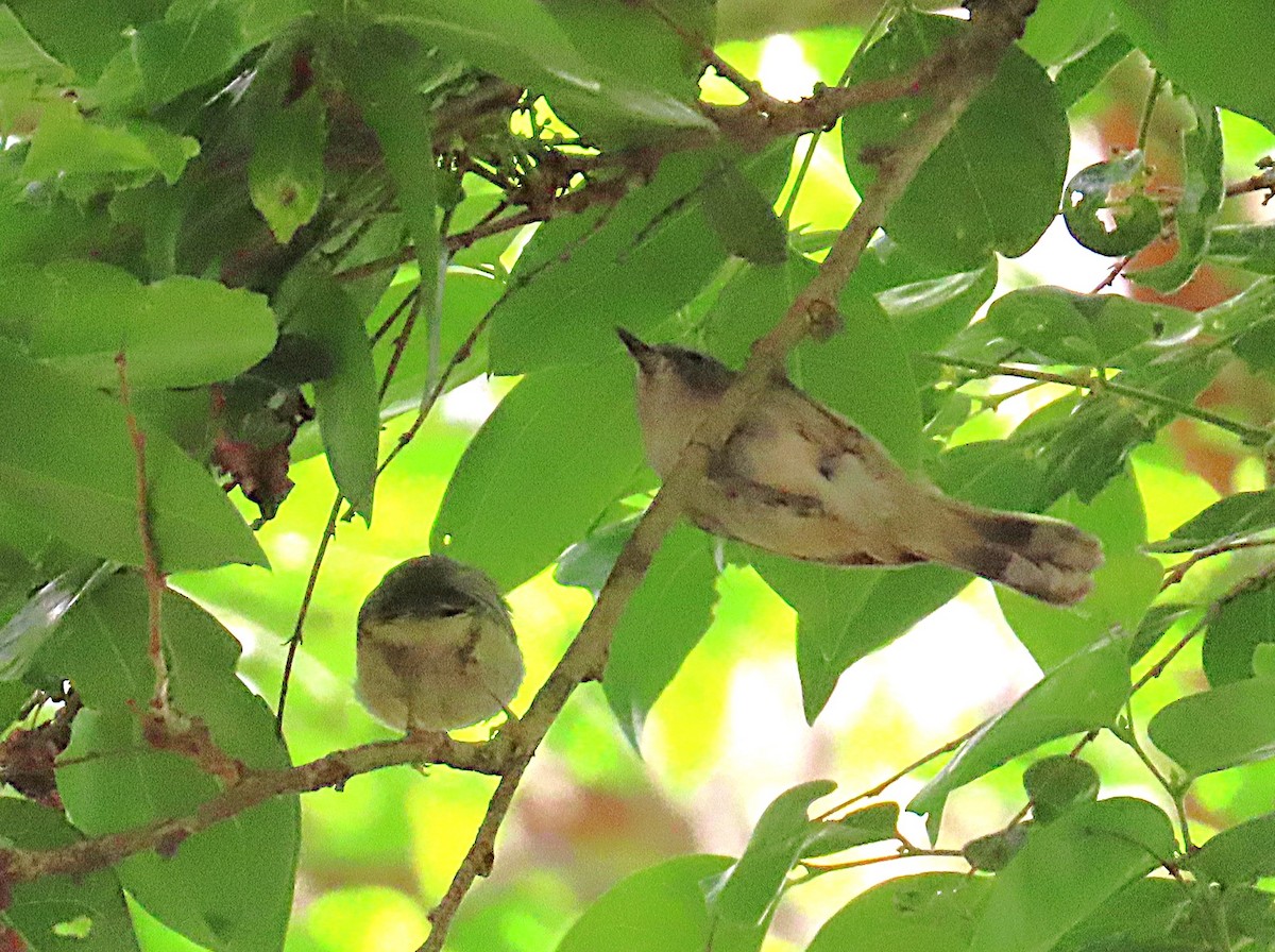 Brown Gerygone - ML644198296