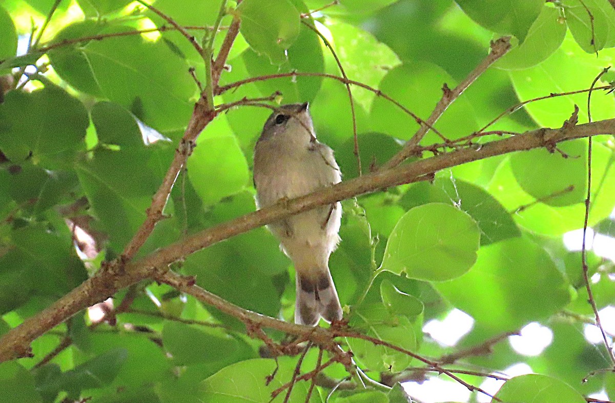 Brown Gerygone - ML644198297