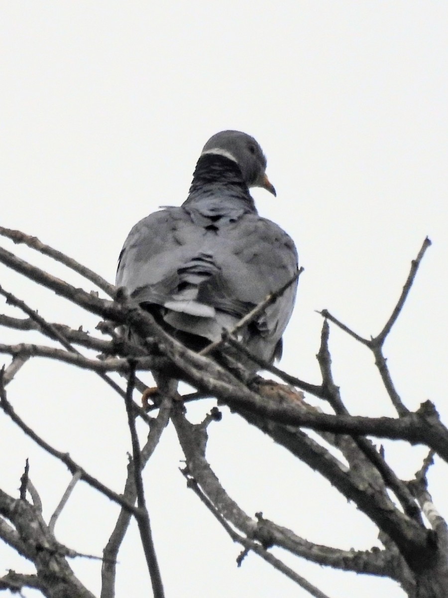 Band-tailed Pigeon - ML644198303