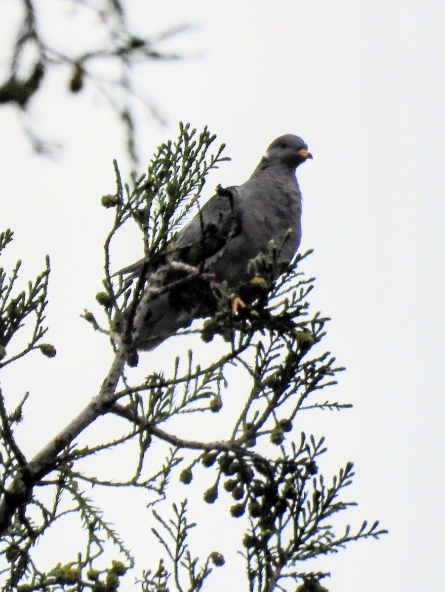 Band-tailed Pigeon - ML644198304