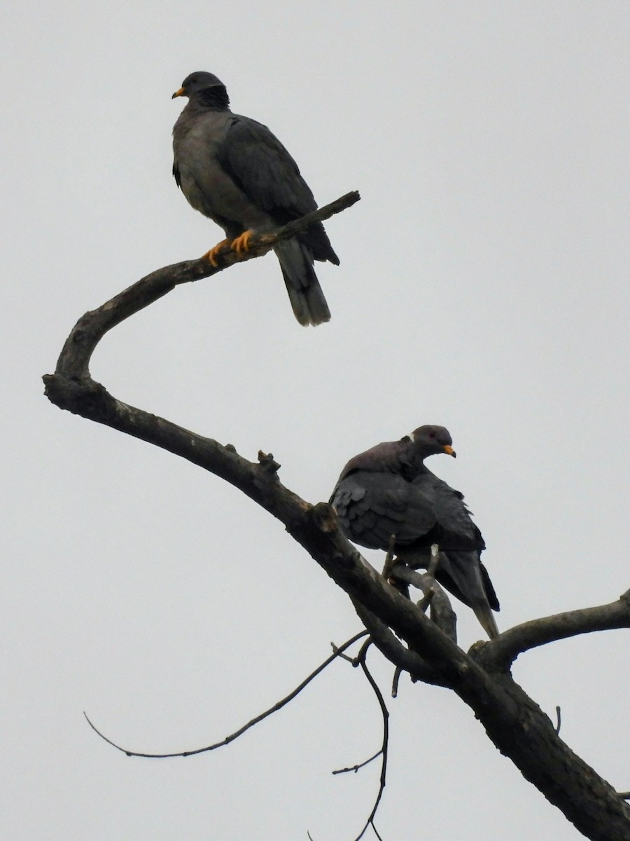 Band-tailed Pigeon - ML644198305