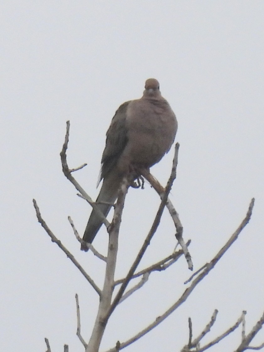 Mourning Dove - ML644198314