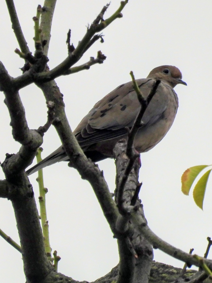 Mourning Dove - ML644198315