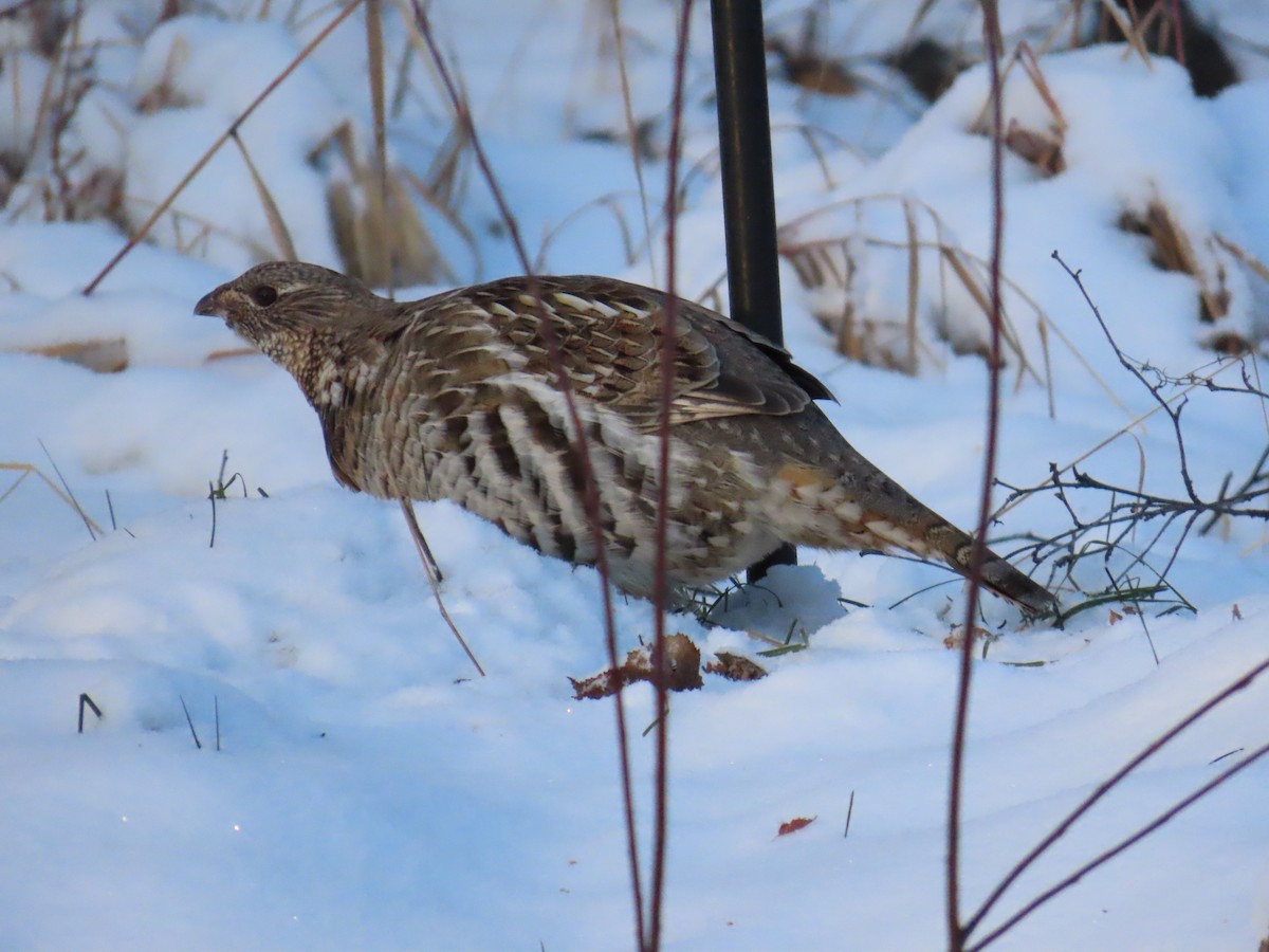 Ruffed Grouse - ML644198317
