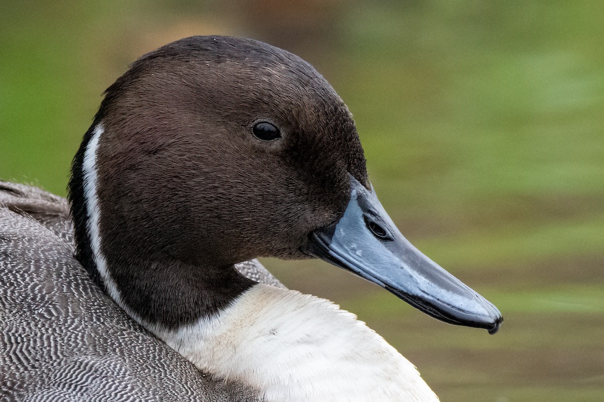 Northern Pintail - ML644198319