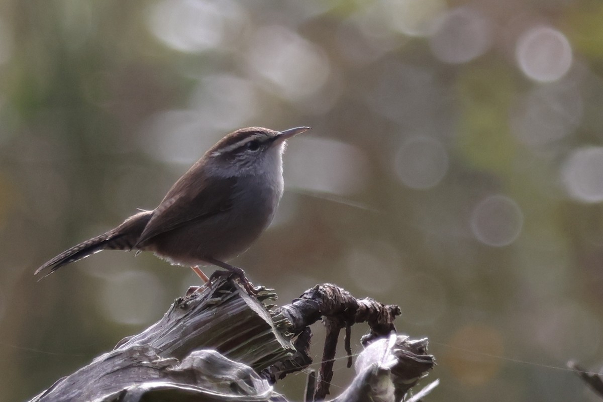 Підбуреник - ML644198330