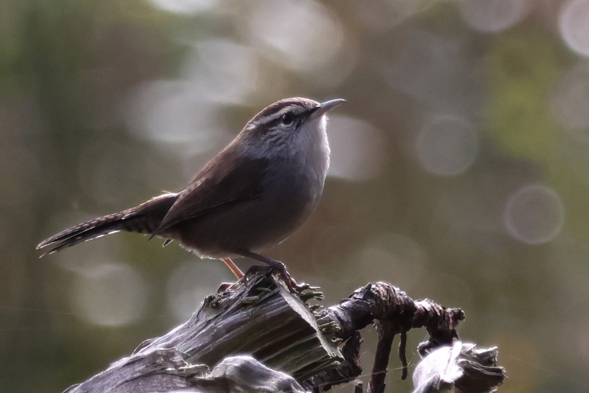 Підбуреник - ML644198331