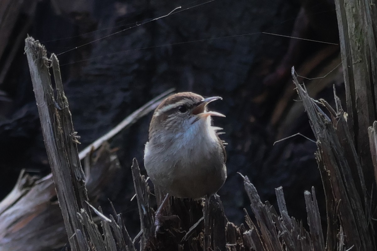 Підбуреник - ML644198332