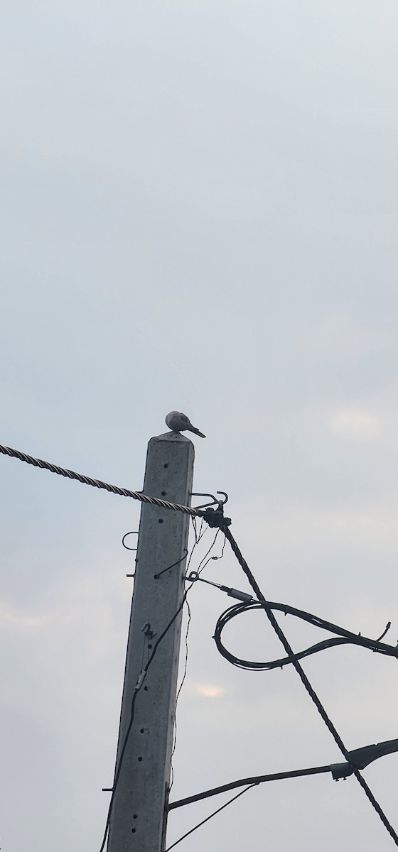 Türkentaube - ML644198338