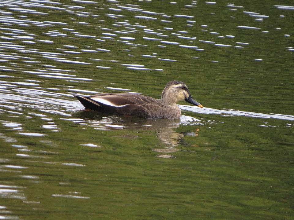 Eastern Spot-billed Duck - ML644198339