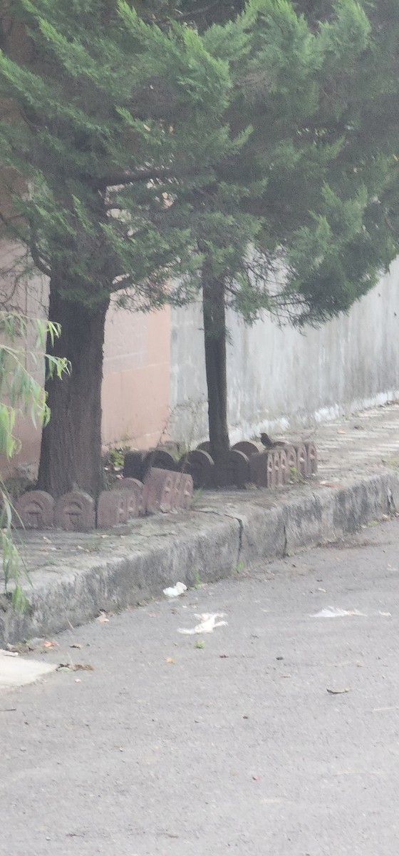 Rotkehlchen - ML644198350