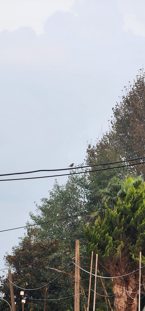 Rotkehlchen - ML644198351