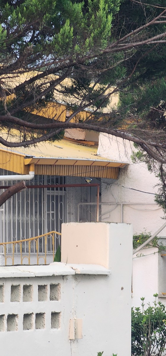 Kohlmeise - ML644198366