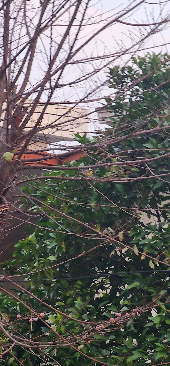 Kohlmeise - ML644198367