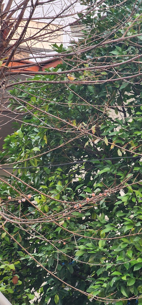 Kohlmeise - ML644198368