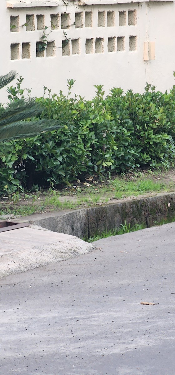 Kohlmeise - ML644198369