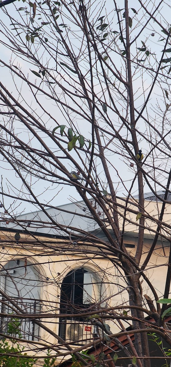 Kohlmeise - ML644198370