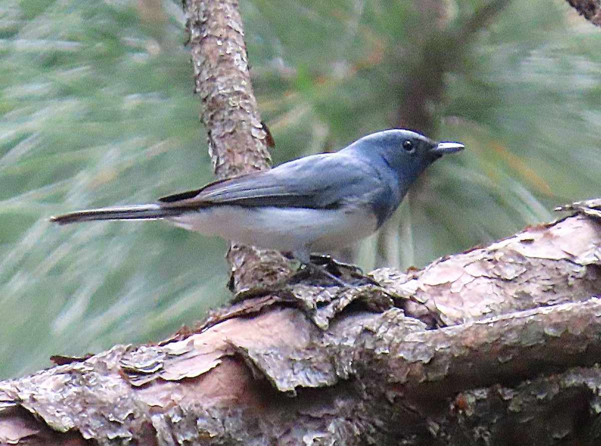 blymonark - ML644198377