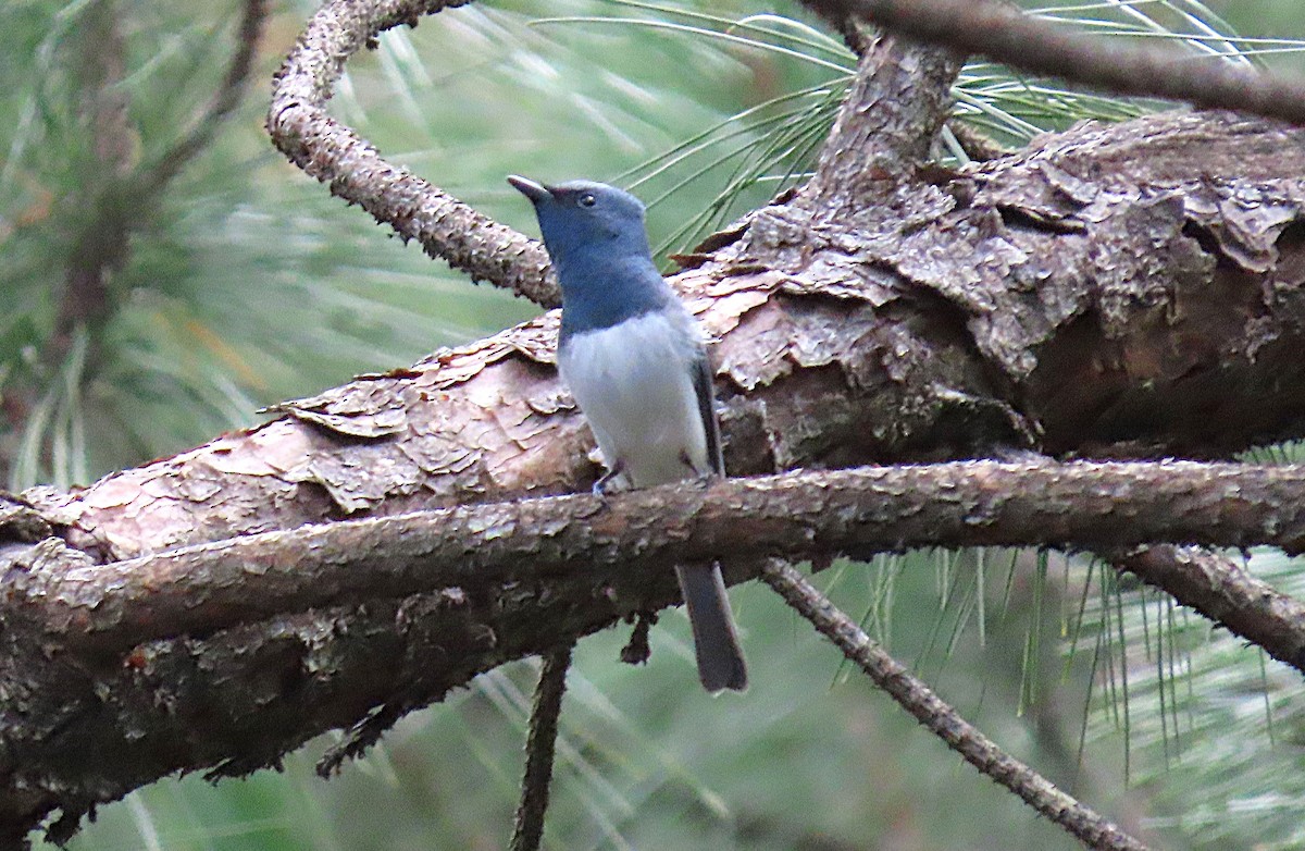 blymonark - ML644198378