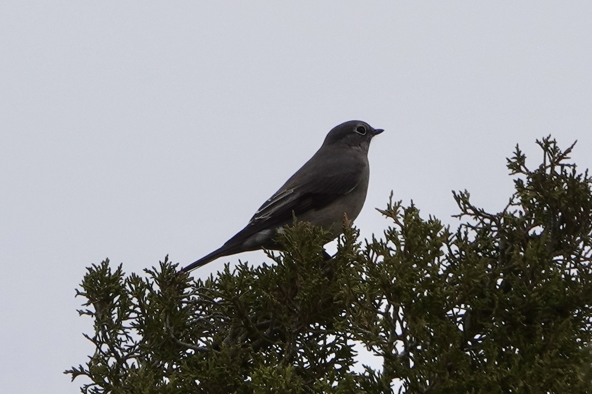 Townsend's Solitaire - ML644198395