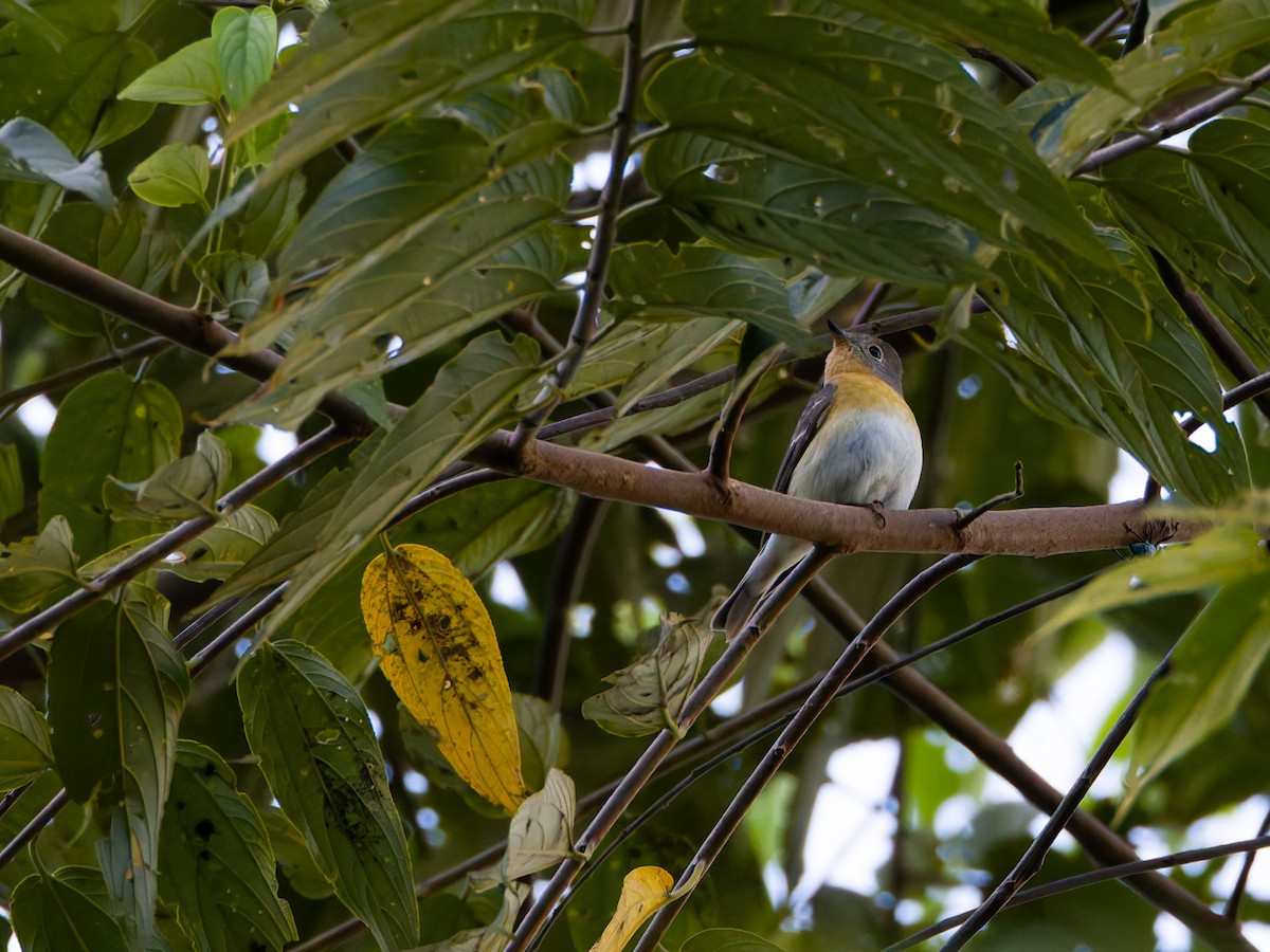 Mugimaki Flycatcher - ML644198400