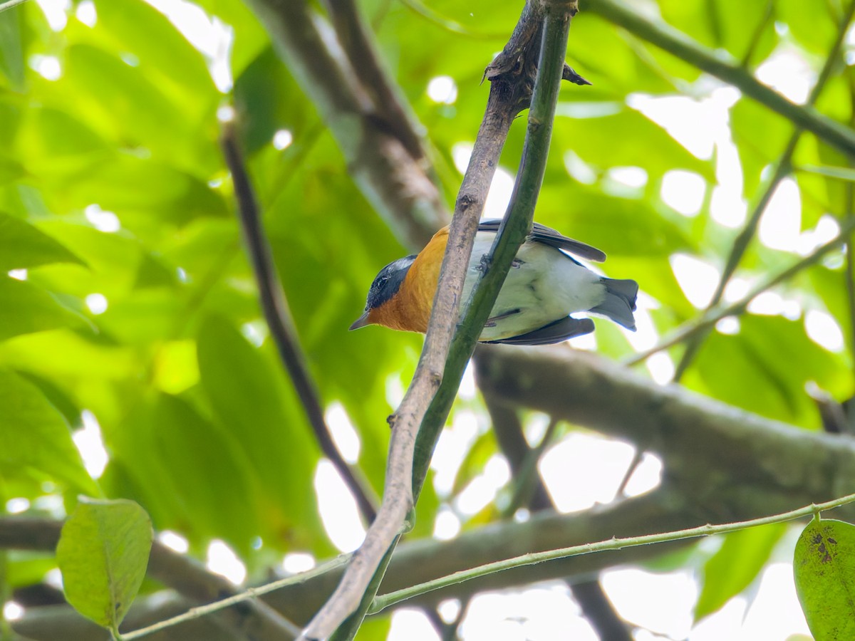 lejsek tajgový - ML644198430